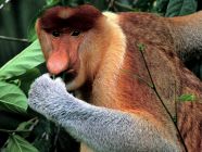 Proboscis Monkey ()