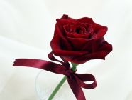 Fancy Rose