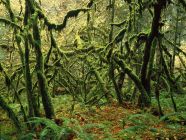 Moss Covered Maple Trees