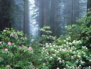 Redwoods and Blooming Rhododendrons